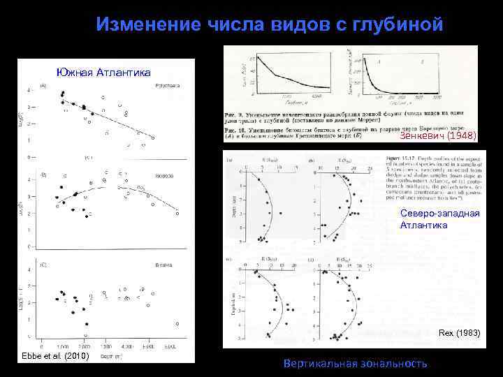 Изменение числа видов с глубиной Южная Атлантика Зенкевич (1948) Cеверо-западная Атлантика Rex (1983) Ebbe