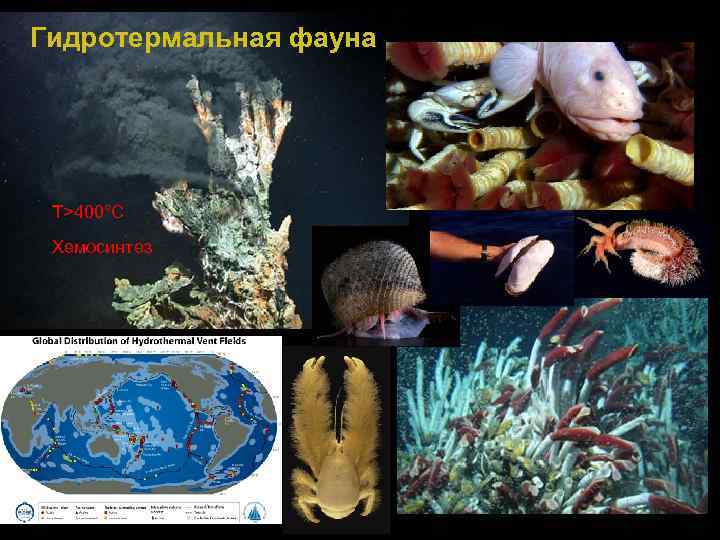 Гидротермальная фауна T>400°C Хемосинтез 