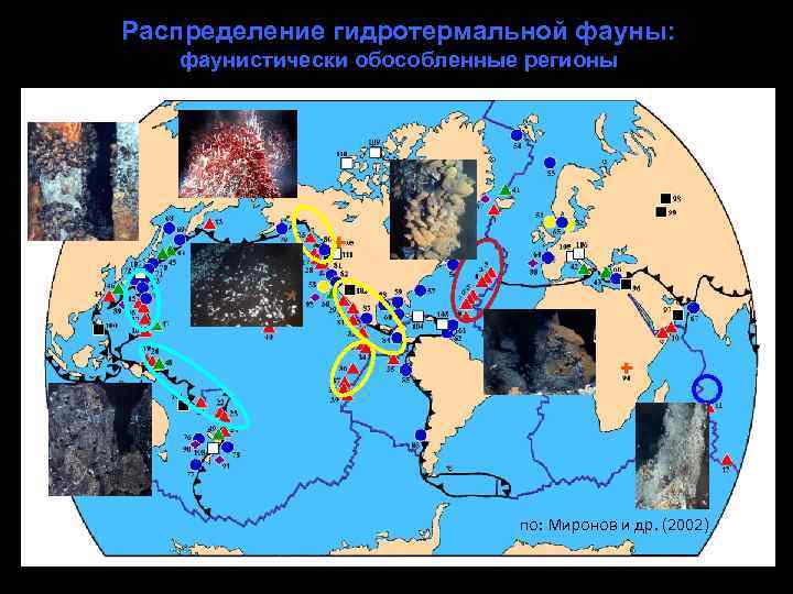 Распределение гидротермальной фауны: фаунистически обособленные регионы по: Миронов и др. (2002) 