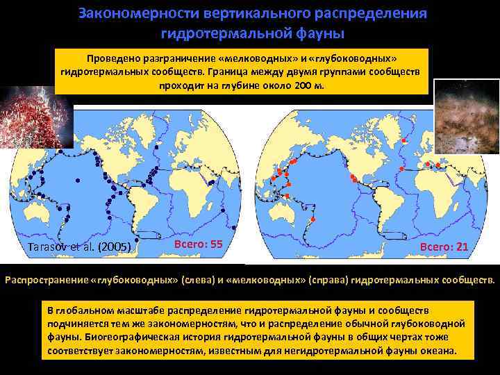 Закономерности вертикального распределения гидротермальной фауны Проведено разграничение «мелководных» и «глубоководных» гидротермальных сообществ. Граница между