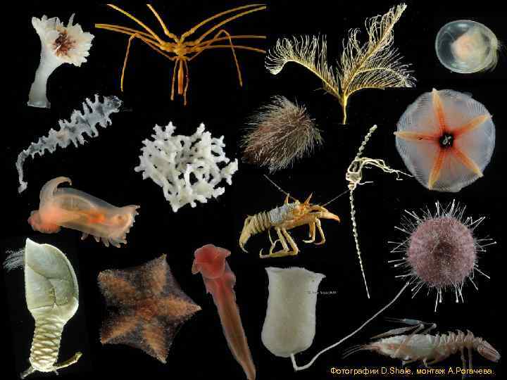 Фотографии D. Shale, монтаж А. Рогачева. 