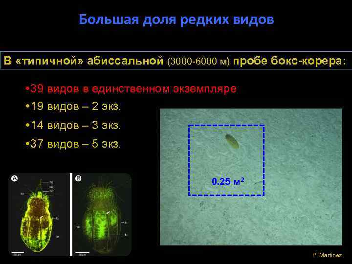 Большая доля редких видов В «типичной» абиссальной (3000 -6000 м) пробе бокс-корера: 39 видов