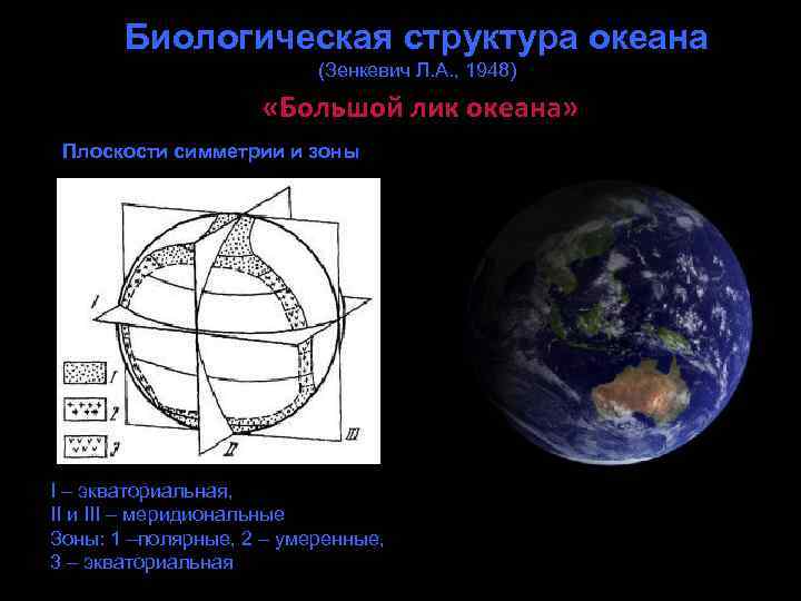 Биологическая структура океана (Зенкевич Л. А. , 1948) «Большой лик океана» Плоскости симметрии и
