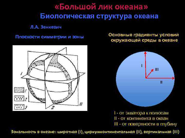  «Большой лик океана» Биологическая структура океана Л. А. Зенкевич Плоскости симметрии и зоны