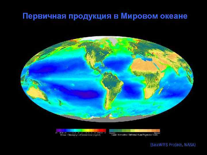 Первичная продукция в Мировом океане (Sea. Wi. FS Project, NASA) 