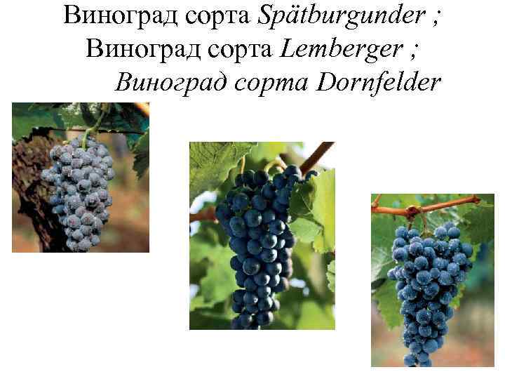 Виноград сорта Spätburgunder ; Виноград сорта Lemberger ; Виноград сорта Dornfelder 