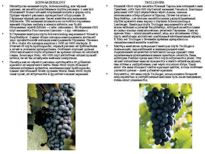  • • • SCHWARZRIESLING Несмотря на название сорта, Schwarzriesling, или чёрный рислинг, не