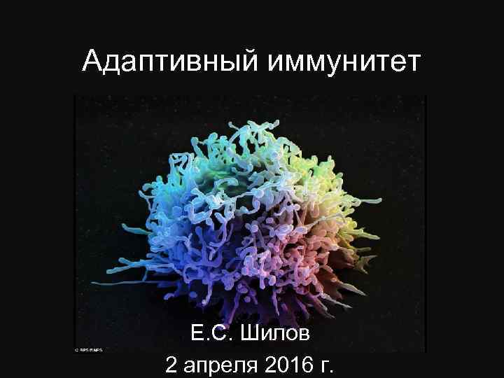 Адаптивный иммунитет Е. С. Шилов 2 апреля 2016 г. 