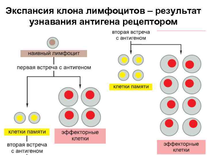 Экспансия клона лимфоцитов – результат узнавания антигена рецептором 