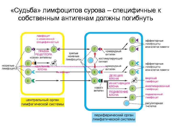  «Судьба» лимфоцитов сурова – специфичные к собственным антигенам должны погибнуть 