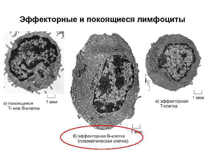 Эффекторные и покоящиеся лимфоциты 