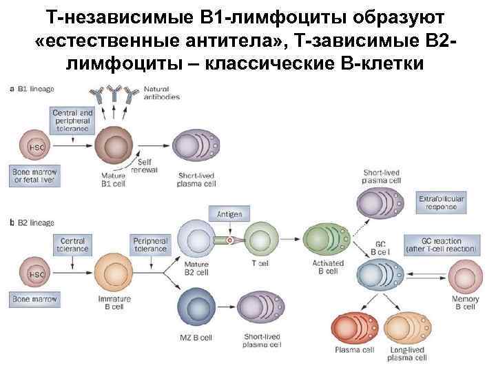 Т-независимые В 1 -лимфоциты образуют «естественные антитела» , Т-зависимые В 2 лимфоциты – классические