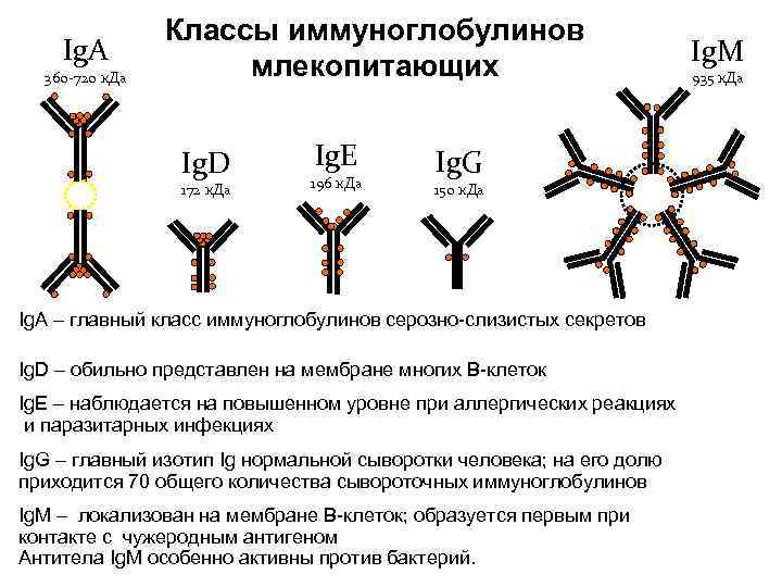 Ig. A 360 -720 к. Да Классы иммуноглобулинов млекопитающих Ig. D 172 к. Да