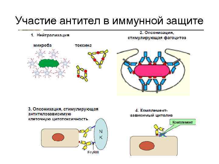 Участие антител в иммунной защите 