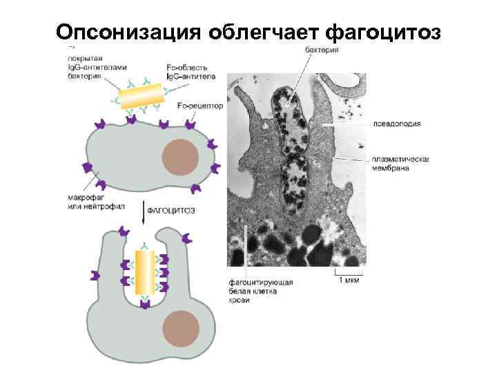 Опсонизация облегчает фагоцитоз 