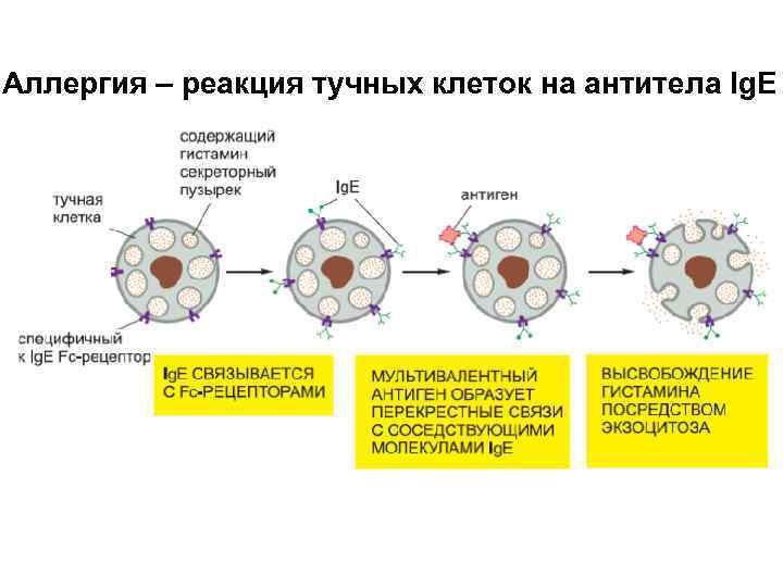 Аллергия – реакция тучных клеток на антитела Ig. E 