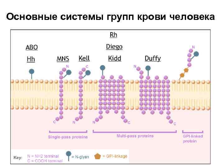 Основные системы групп крови человека 