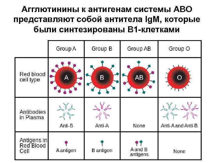 Агглютинины к антигенам системы АВО представляют собой антитела Ig. M, которые были синтезированы В