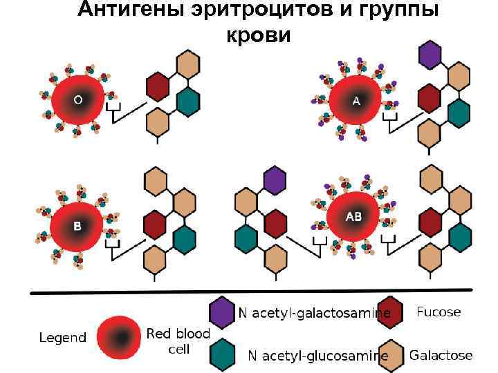 Антигены эритроцитов и группы крови 