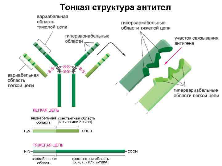 Тонкая структура антител 