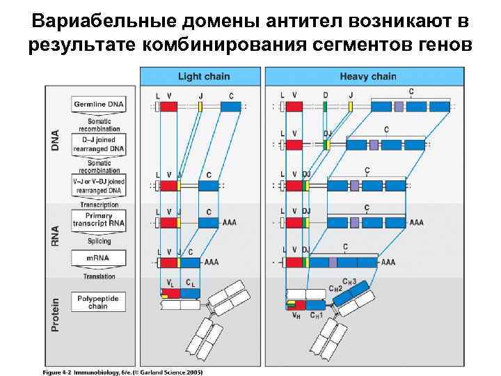 Вариабельные домены антител возникают в результате комбинирования сегментов генов 