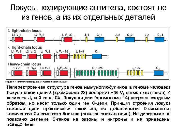 Локусы, кодирующие антитела, состоят не из генов, а из их отдельных деталей Неперестроенная структура