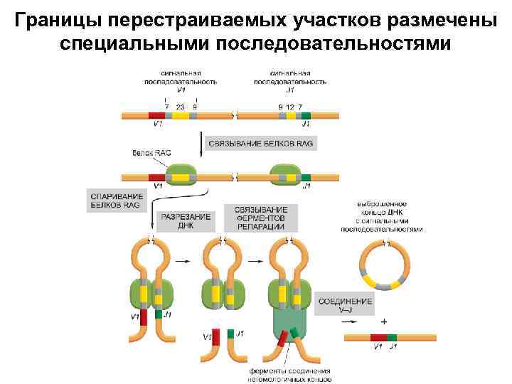 Границы перестраиваемых участков размечены специальными последовательностями 