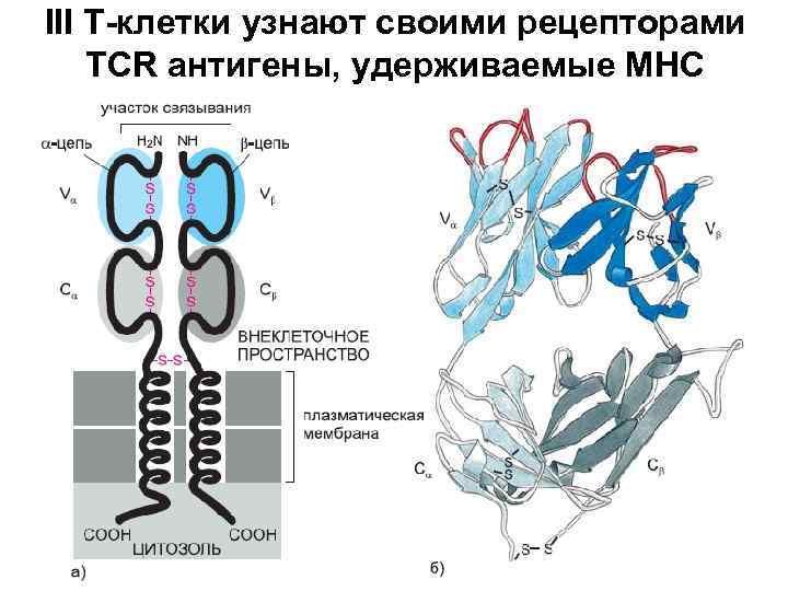 III Т-клетки узнают своими рецепторами TCR антигены, удерживаемые МНС 