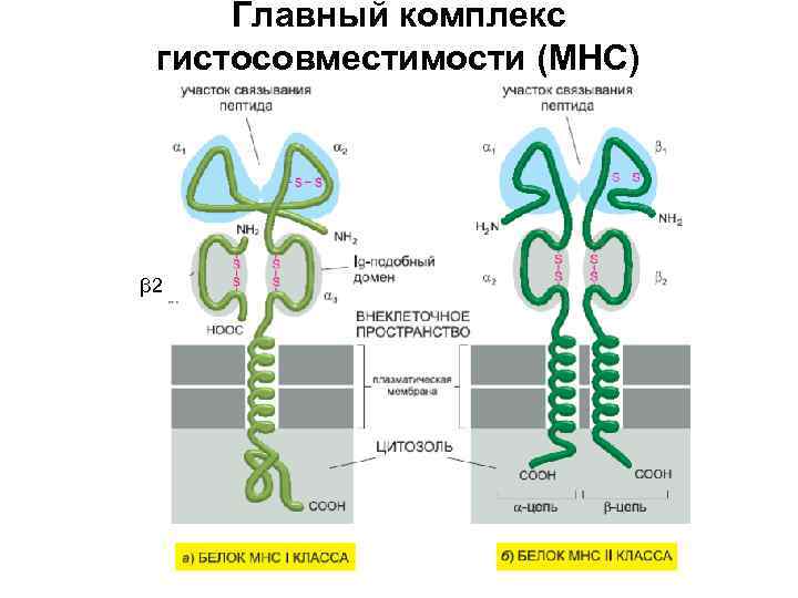 Главный комплекс гистосовместимости (МНС) β 2 