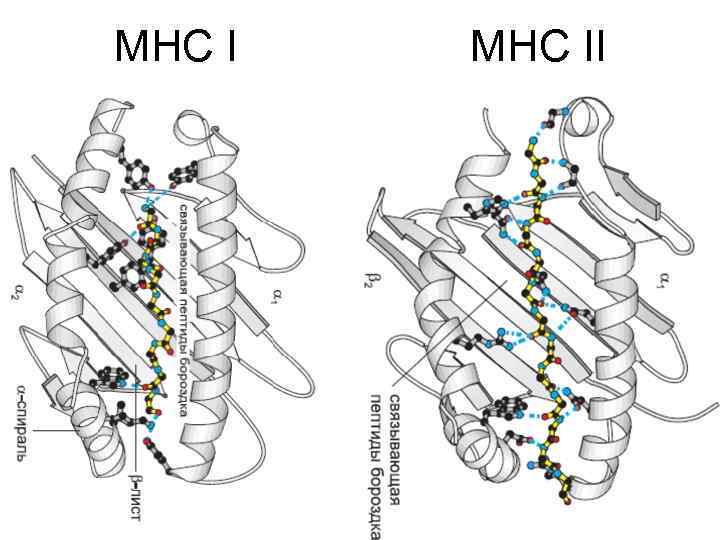 МНС I MHC II 