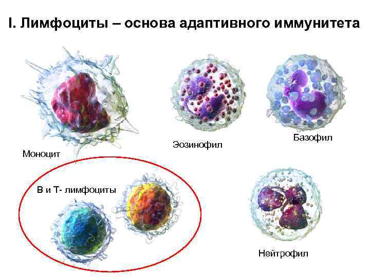 I. Лимфоциты – основа адаптивного иммунитета Моноцит Эозинофил Базофил B и T- лимфоциты Нейтрофил