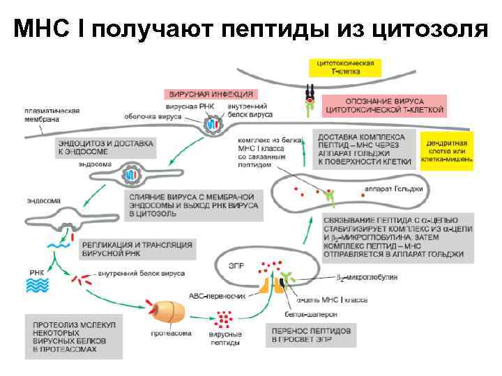 МНС I получают пептиды из цитозоля 