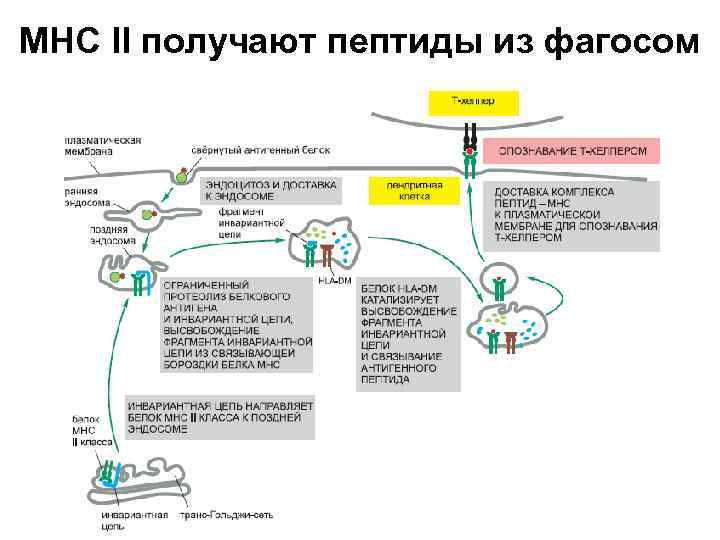 МНС II получают пептиды из фагосом 