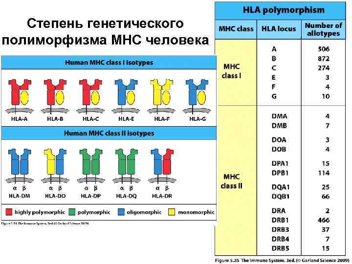 Иммунного е. HLA фенотип. Система HLA иммунология. HLA II класса. HLA 1 И 2 класса.