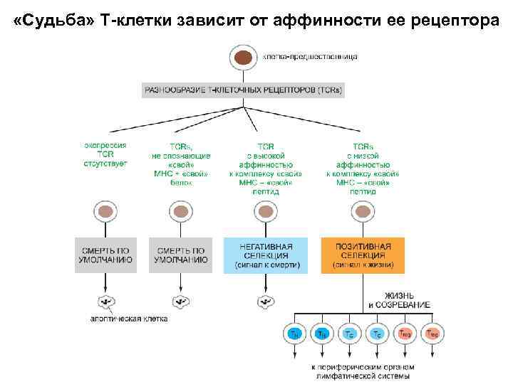  «Судьба» Т-клетки зависит от аффинности ее рецептора 