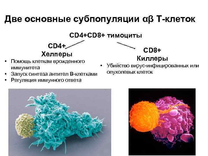 Две основные субпопуляции αβ Т-клеток CD 4+CD 8+ тимоциты CD 4+ Хелперы CD 8+