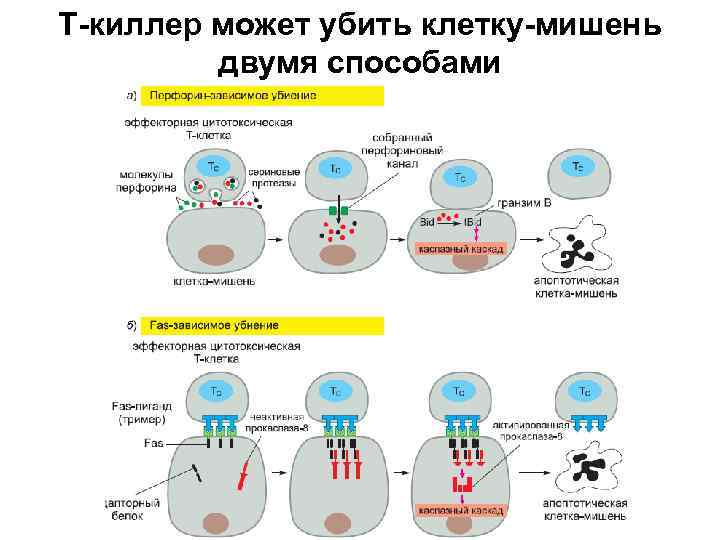 Т-киллер может убить клетку-мишень двумя способами 