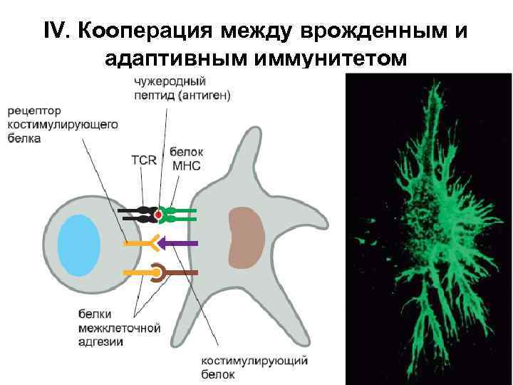 IV. Кооперация между врожденным и адаптивным иммунитетом 