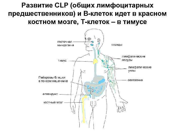 Развитие CLP (общих лимфоцитарных предшественников) и В-клеток идет в красном костном мозге, Т-клеток –