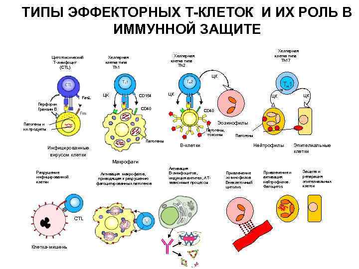 Эффекторные клетки т лимфоцитов. Эффекторные функции т лимфоцитов. Т-клетки иммунной системы. Эффекторные клетки клеточного иммунитета. Типы т лимфоцитов и функции.