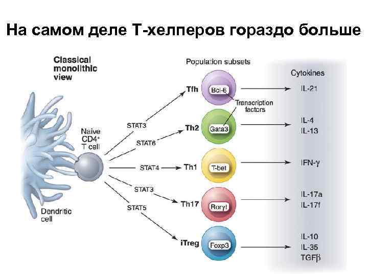 На самом деле Т-хелперов гораздо больше 