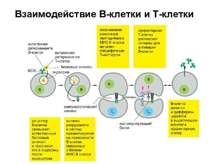 Взаимодействие В-клетки и Т-клетки 