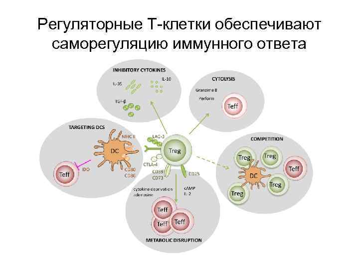 Регуляторные Т-клетки обеспечивают саморегуляцию иммунного ответа 