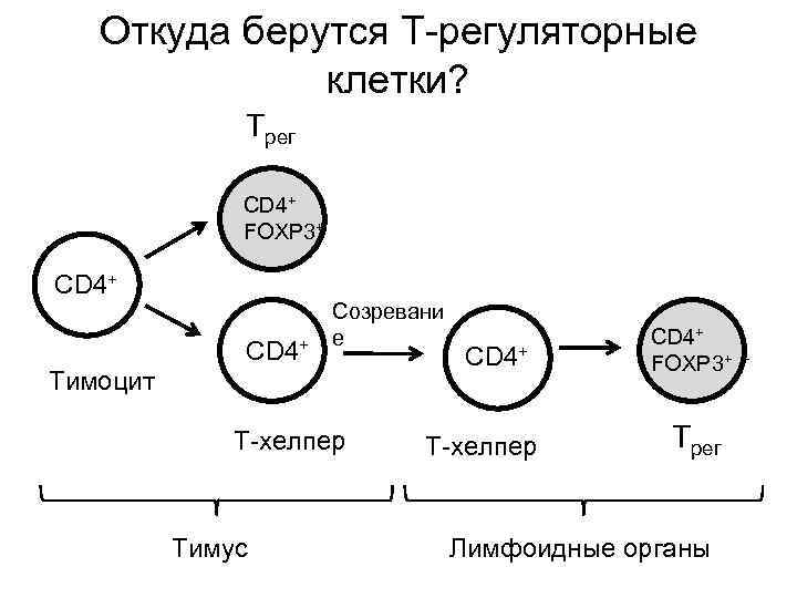 Откуда берутся Т-регуляторные клетки? Трег СD 4+ FOXP 3+ СD 4+ Созревани е Тимоцит