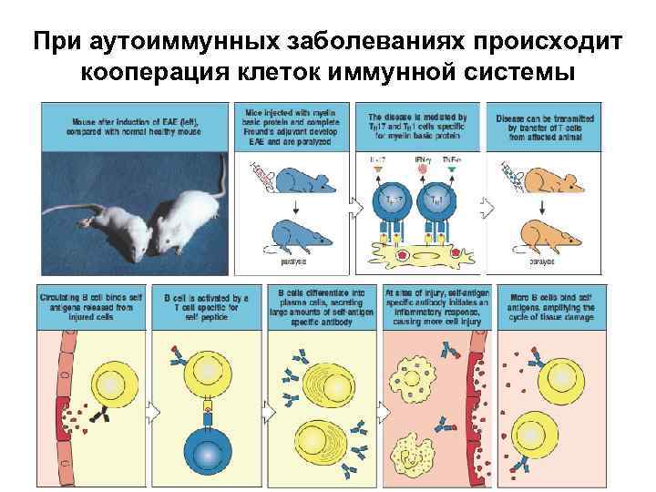 При аутоиммунных заболеваниях происходит кооперация клеток иммунной системы 