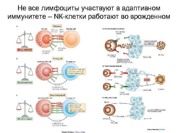 Не все лимфоциты участвуют в адаптивном иммунитете – NК-клетки работают во врожденном 