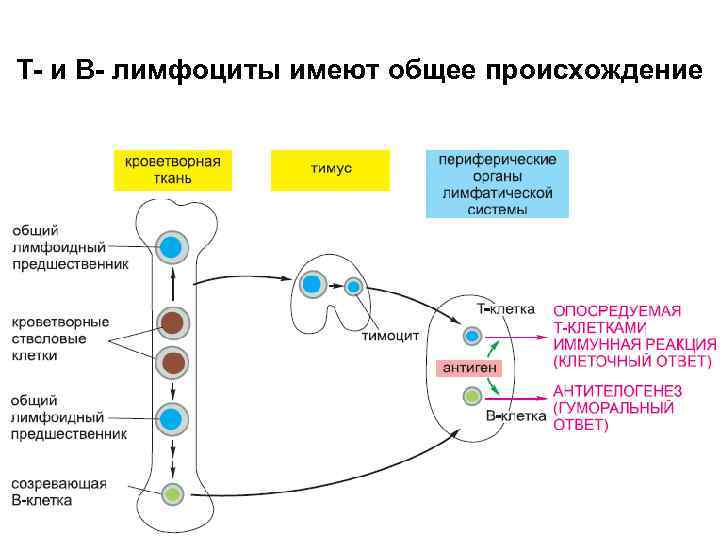 Т- и В- лимфоциты имеют общее происхождение 