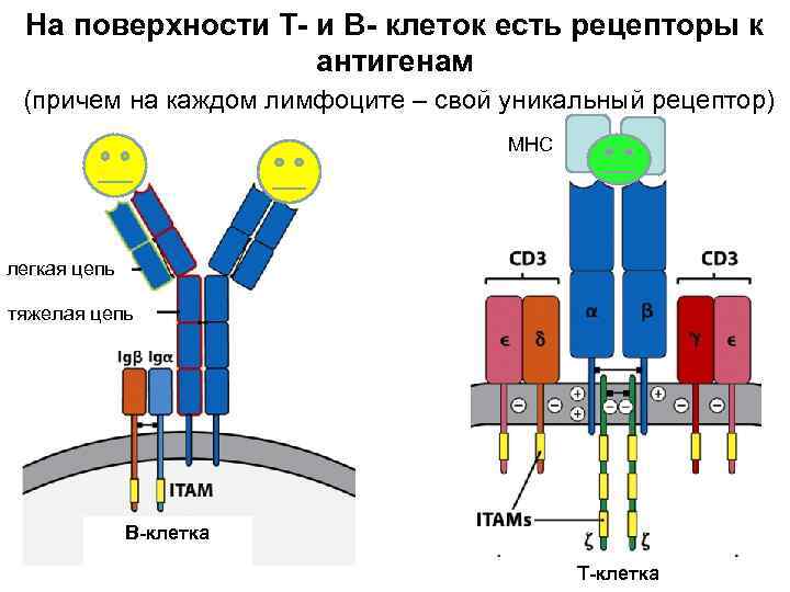 На поверхности Т- и В- клеток есть рецепторы к антигенам (причем на каждом лимфоците