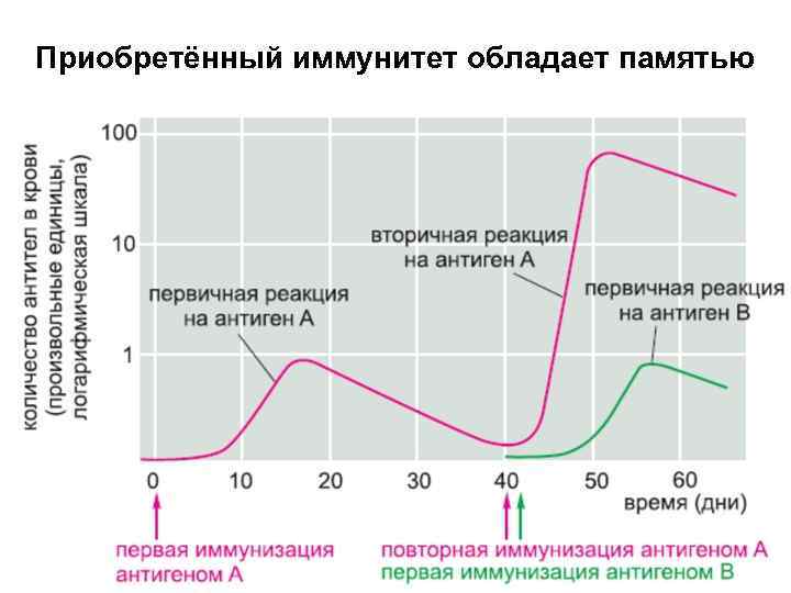 Приобретённый иммунитет обладает памятью 