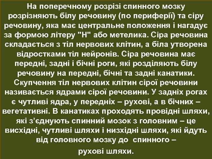 На поперечному розрізі спинного мозку розрізняють білу речовину (по периферії) та сіру речовину, яка